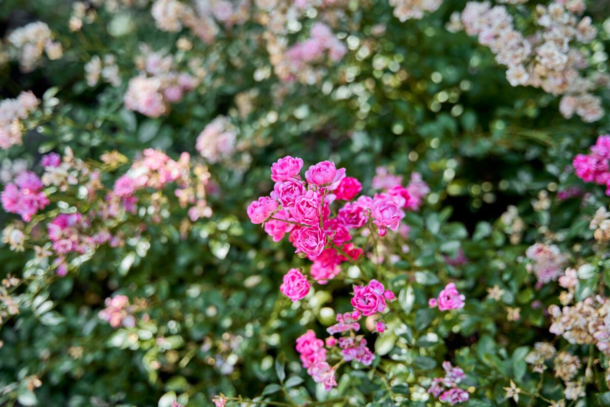 Roses